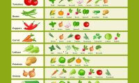 FREE Printable Companion Planting Chart