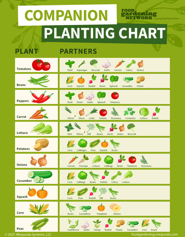 FREE Printable Companion Planting Chart Mequoda Daily