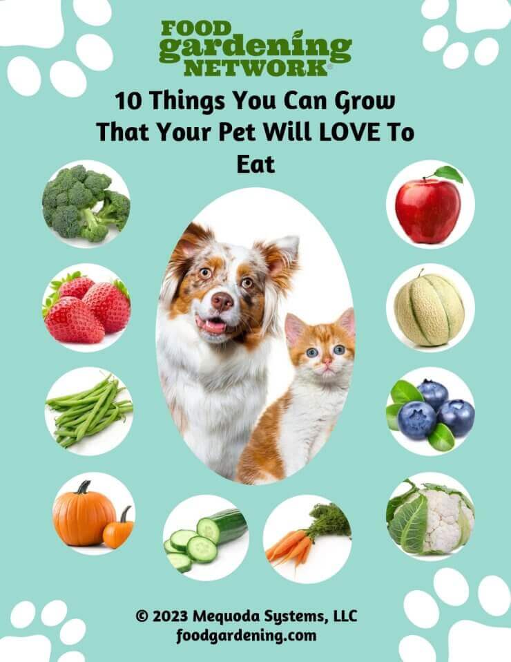 10 Things You Can Grow That Your Pet Will LOVE To Eat!