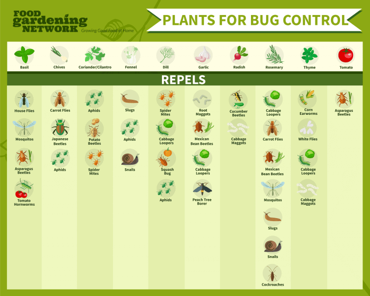 Get 10 Helpful Plants for Bug Control in Your Kitchen Garden Now!