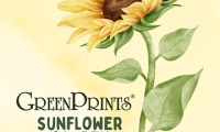 Printable Sunflower Garden Planting Chart–get FREE access right now!