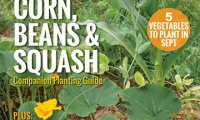 Food Gardening Magazine Publishes September “Three Sisters” Issue